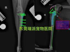 -瑞派宠物医院东莞中心医院·24H转诊·异宠(新河北路院)