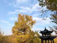 -千年银杏谷文化旅游区