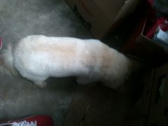 -Oh My Dog宠物沙龙(伊珊娜皮毛护理店)