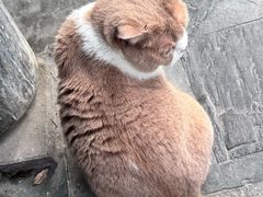 -伟伟宠物医院·CT影像中心·瑞派犬猫综合性门诊(汉口总院)
