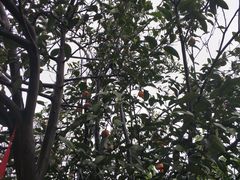 -樱桃山旅游景区
