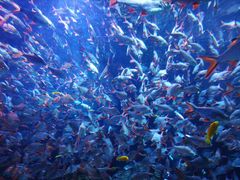 -成都浩海立方海洋公园