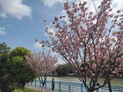 -高东镇樱花园
