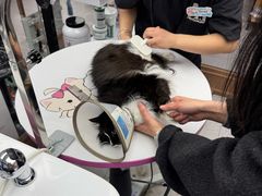 -FAELING PETS美天灵宠物(富力广场店)