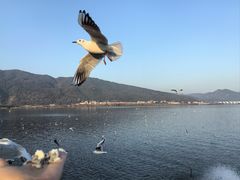 -海埂大坝