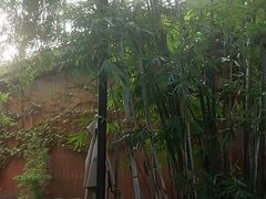 -扫雪煮茶(西村店)