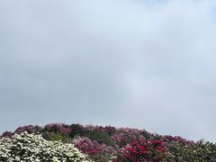 -贵州百里杜鹃风景名胜区