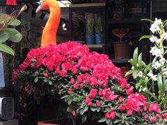 -溪岸路花鸟市场