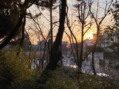-嘉定紫藤园