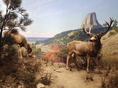 -美国自然历史博物馆