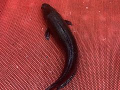 -活鱼馆(宜兴埠店)