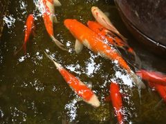 -野蔓果·山野菜(西湖景区·龙井茶田店)