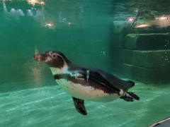 -北戴河圣蓝海洋公园