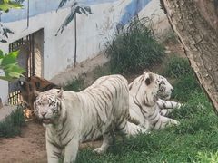 -西霞口神雕山野生动物世界