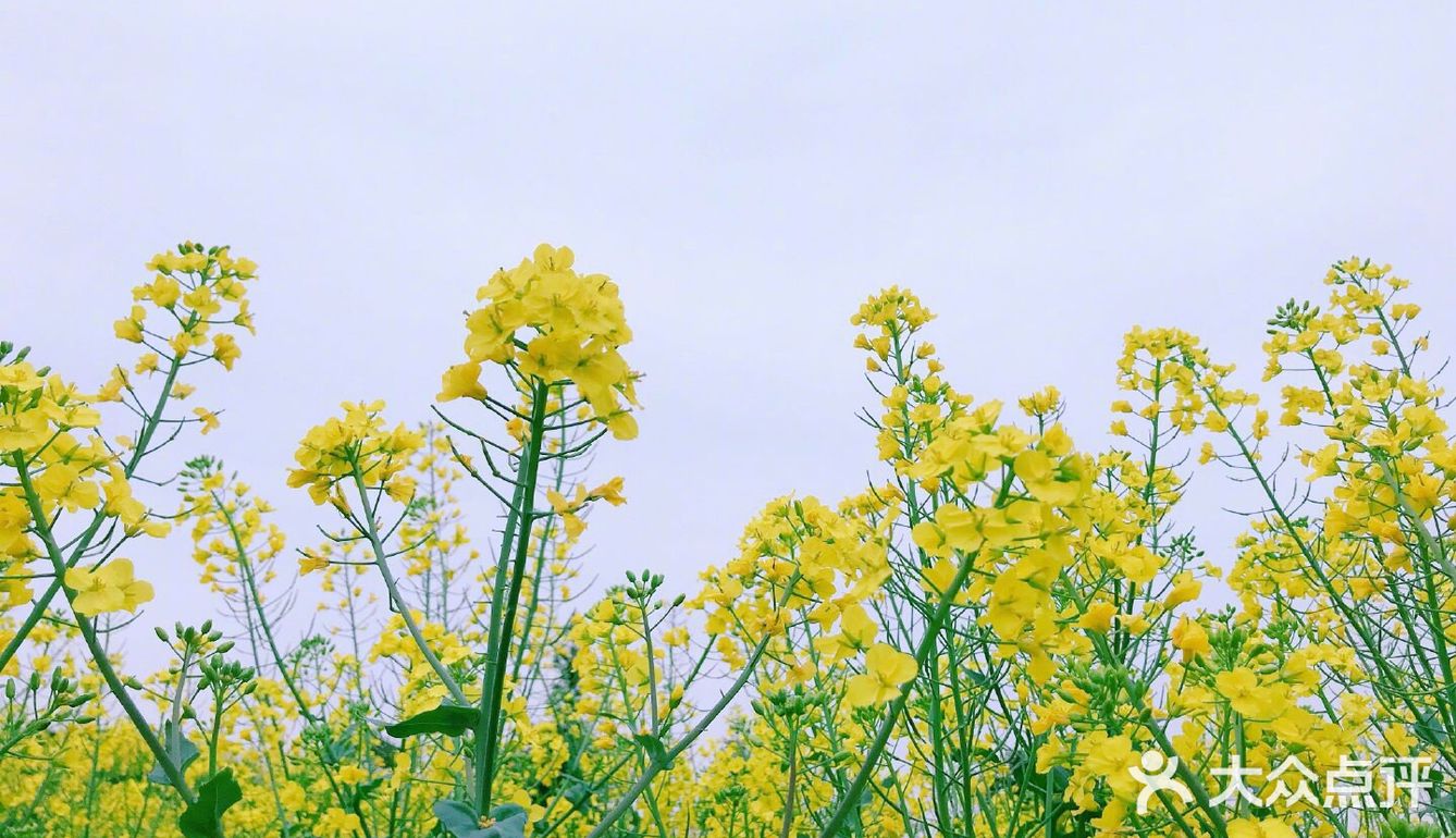 【南京高淳油菜花"颜值爆表】南方已经进入花开烂漫的