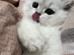 -欣宠猫屋·矮脚拿破仑·蓝金金渐层