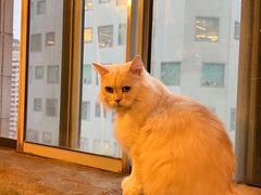 -猫猫幼稚园·撸猫·桌游·电玩