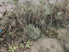 -黄海国家森林公园