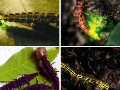 -北京西山国家森林公园