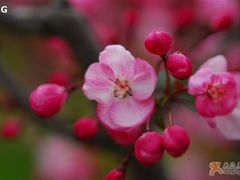 -南汇桃花村