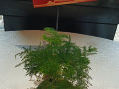 -一江水食府(后湖店)