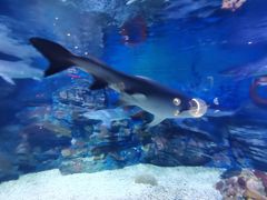 -烟台海昌鲸鲨海洋公园