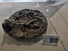-辽宁古生物博物馆