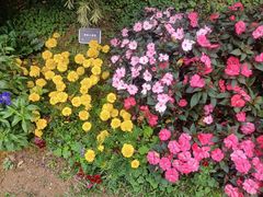 -东莞植物园