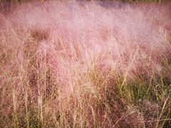 -春花秋色城市公园
