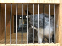 -1013 PET SHOP精品宠物商店(丁香店)