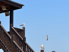 -海驴岛(荣成市)