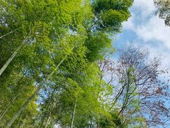 -上海佘山国家森林公园天马山园