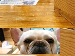 -more than meow吴止猫主题餐厅(承德 中船汇店)