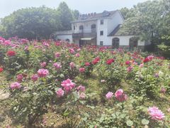 -大塘金香草谷