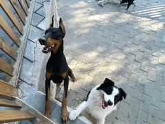 -北京京卫宠物寄养训练中心