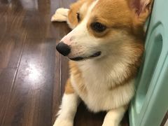 -柯斗斗主题餐厅·狗咖·围炉煮茶·茶饮(国瑞升平里店)