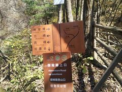 -王顺山国家森林公园