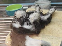 -FAELING PETS美天灵宠物(合生汇店)
