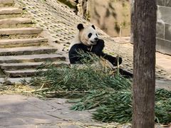 -中国大熊猫保护研究中心雅安碧峰峡基地
