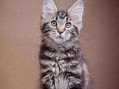 -85度C(上海奉贤苏宁生活广场二店)