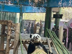 -栾川竹海野生动物园