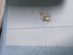-半岛宠物医院24小时(科华中路店)