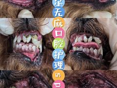 -汪小喵宠物·戴维斯乐芳希施宠馨宝皮毛调理洗护店