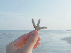 -贝壳沙滩