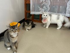 -共舞时光猫咖·狗咖(新街口店)