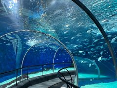 -上海海洋水族馆