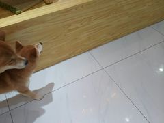 -柴源莊·柴小宠柴犬咖啡