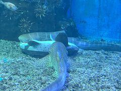 -泉城欧乐堡海洋极地世界