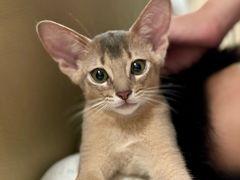 -欣宠猫屋·矮脚拿破仑·蓝金金渐层