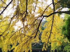 -四川大学(华西校区)